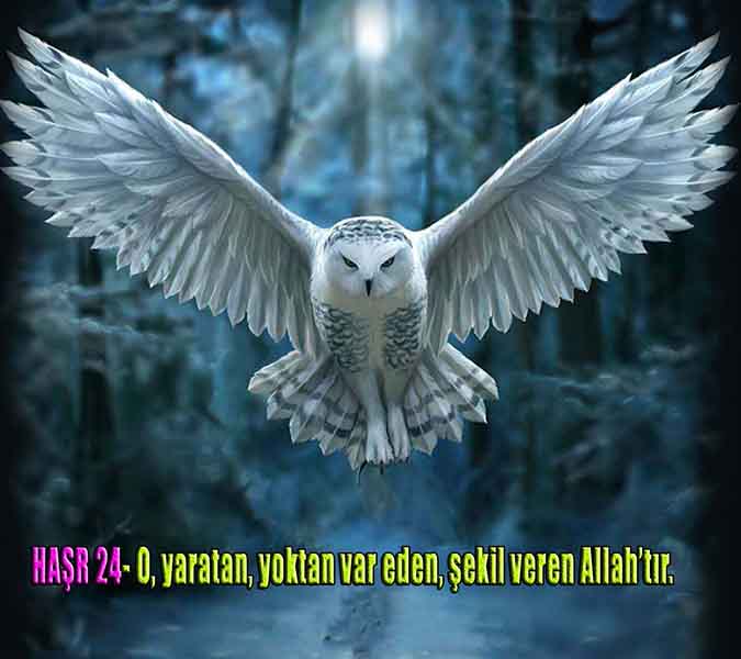 ALLAH, Allahin varlığının delilleri nelerdir?, allahin delilleri, allah in delilleri, allah-delilleri, allah var, #allah