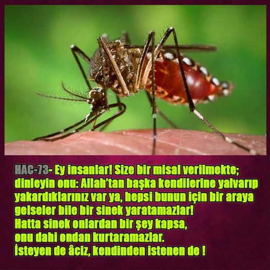 ALLAH, Allahin varlığının delilleri nelerdir?, allahin delilleri, allah in delilleri, allah-delilleri, allah var, #allah