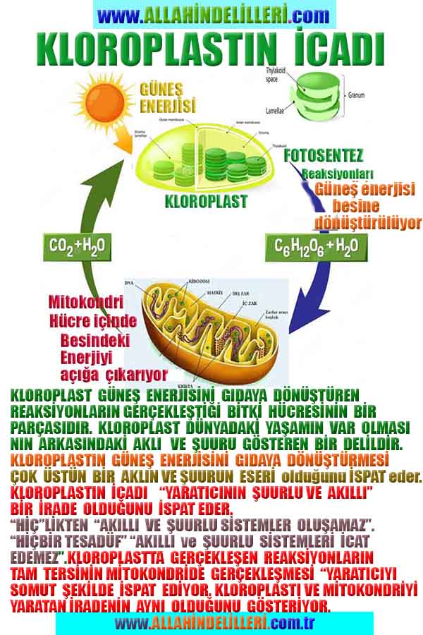 ALLAH, Allahin varlığının delilleri nelerdir?, allahin delilleri, allah in delilleri, allah-delilleri, allah var, #allah