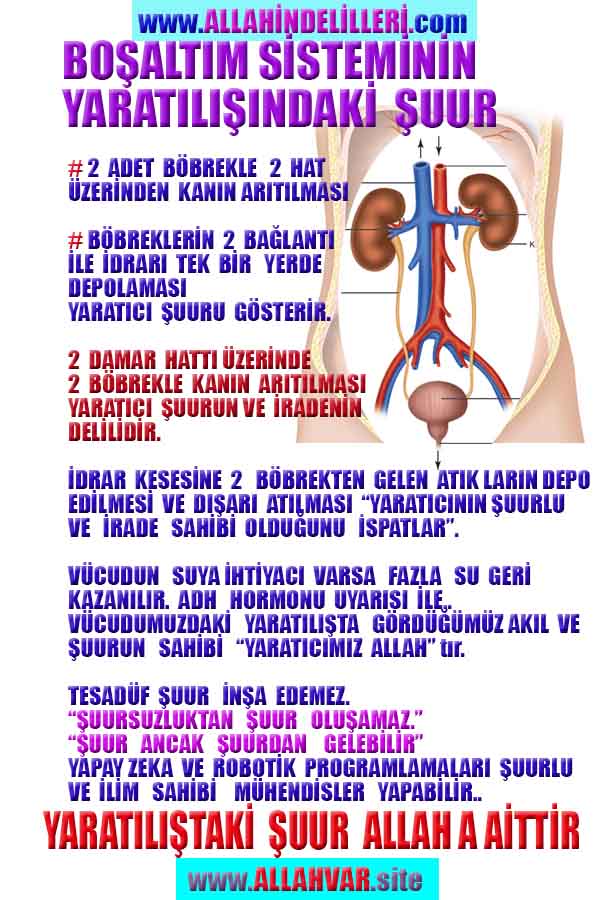 ALLAH, Allahin varlığının delilleri nelerdir?, allahin delilleri, allah in delilleri, allah-delilleri, allah var, #allah