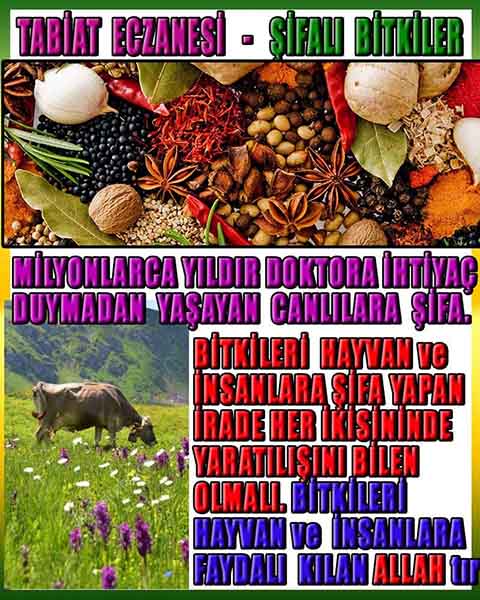 ALLAH, Allahin varlığının delilleri nelerdir?, allahin delilleri, allah in delilleri, allah-delilleri, allah var, #allah