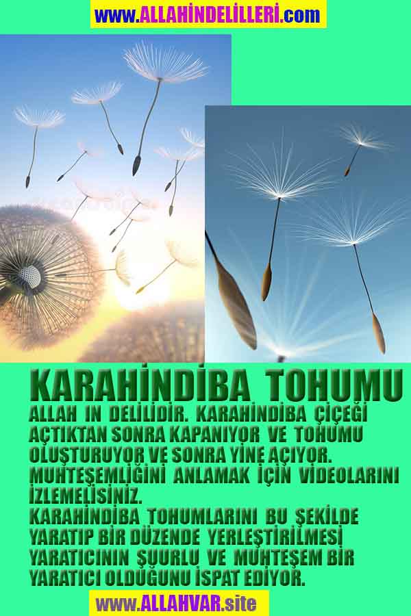 ALLAH, Allahin varlığının delilleri nelerdir?, allahin delilleri, allah in delilleri, allah-delilleri, allah var, #allah