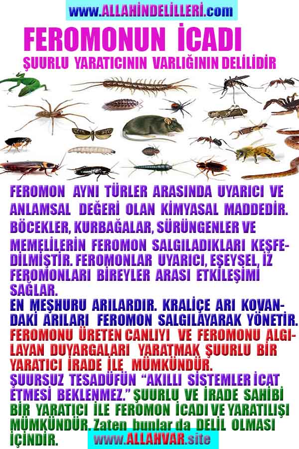 ALLAH, Allahin varlığının delilleri nelerdir?, allahin delilleri, allah in delilleri, allah-delilleri, allah var, #allah