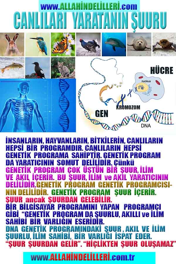 ALLAH, Allahin varlığının delilleri nelerdir?, allahin delilleri, allah in delilleri, allah-delilleri, allah var, #allah